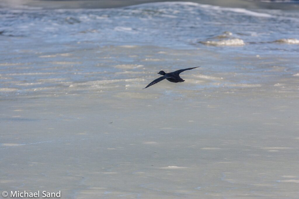 Alarmklokkerne lyder for havdykænderne