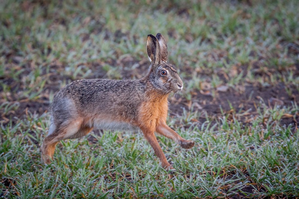 Naturen på danske overdrev er presset