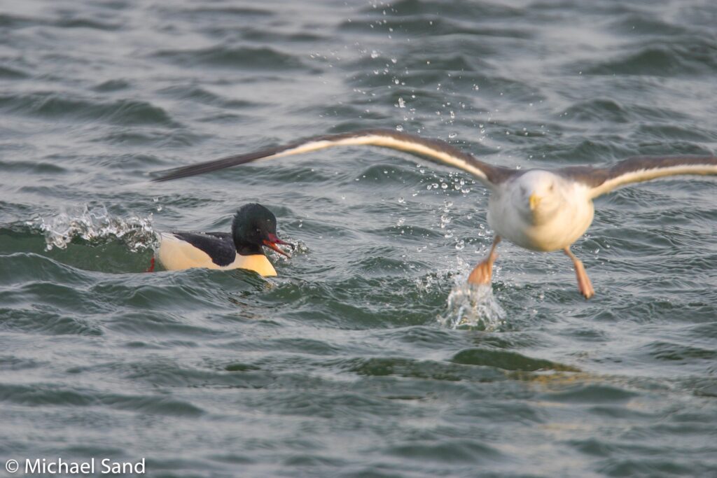 Den tørlagt Søborg Sø skal genoprettes