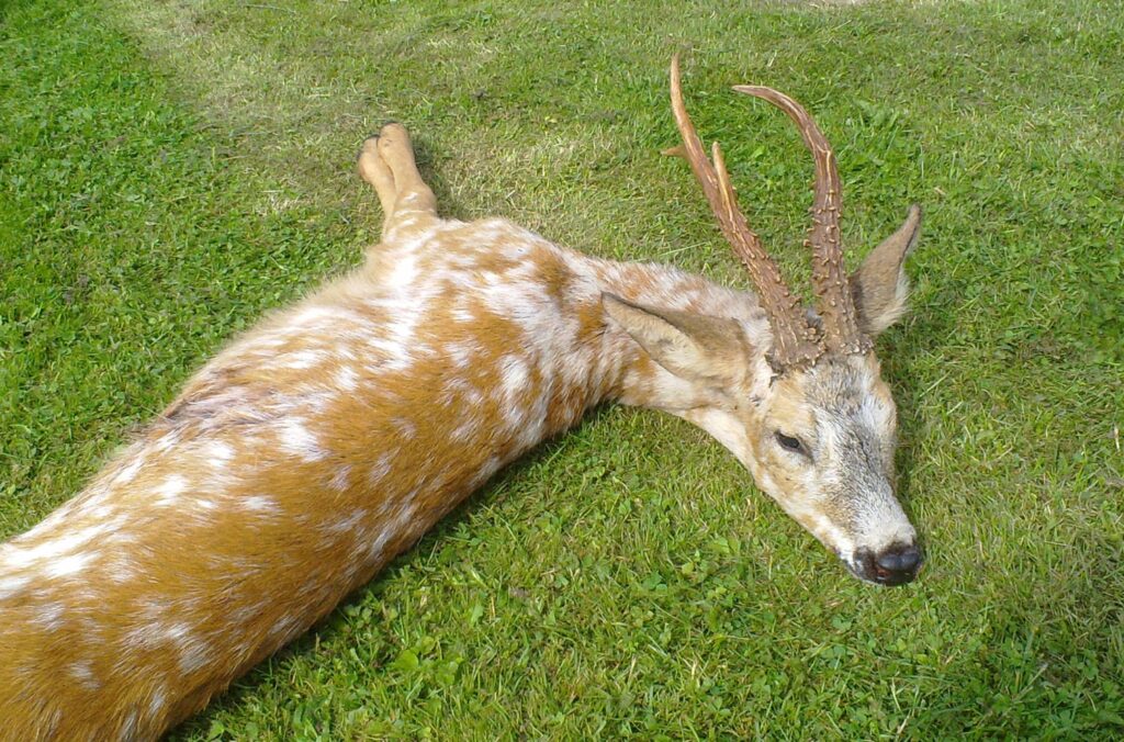 Råbuk i nye klæder