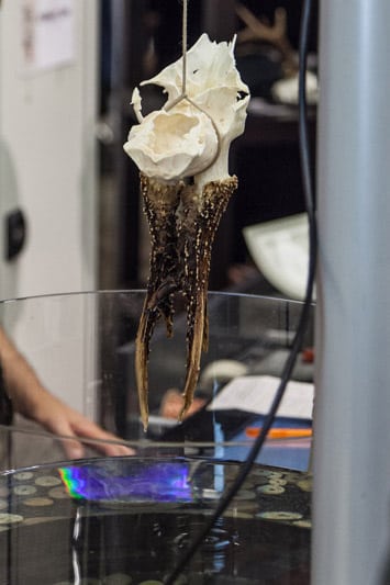 Kunstigt åndedræt til CIC debat Trofæopmåling