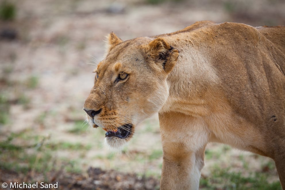 Asiatisk efterspørgsel af løveknogler kan føre til krybskytteri Asiatisk efterspørgsel af løveknogler kan føre til krybskytteri