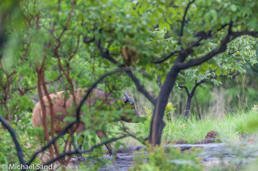 To professionelle jægere alvorlig skadet på blot én uge