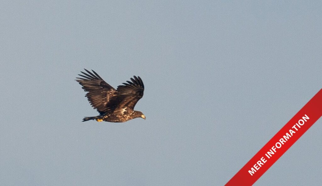 Frit lejde til gift-ejere kan redde ørne