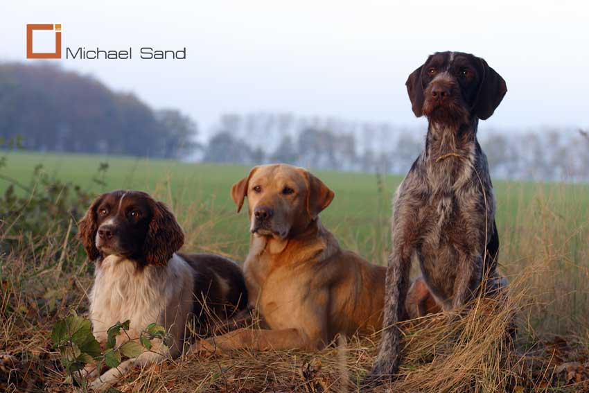 Jagthundens Træning: Jagthunden til duejagt