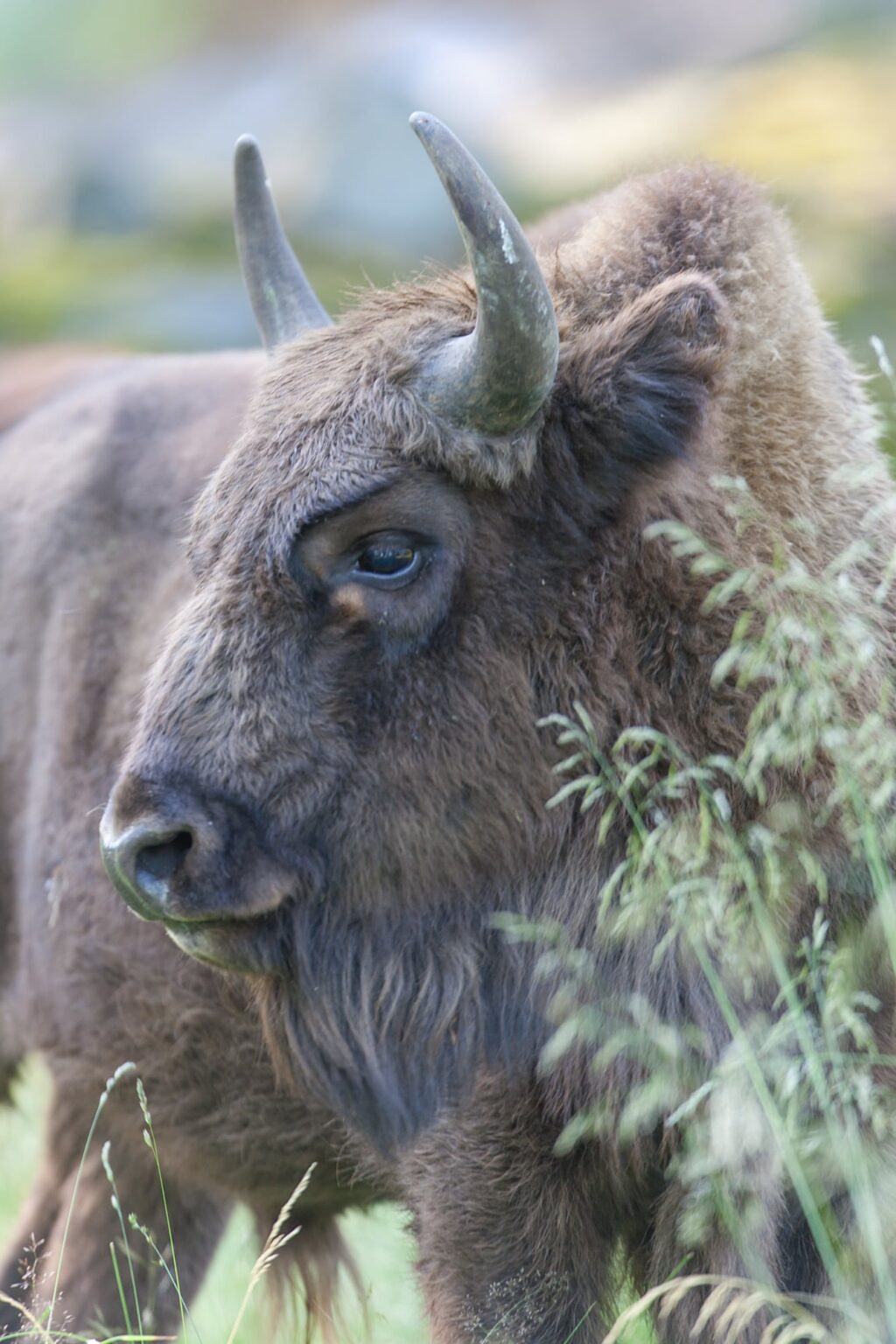 De bornholmske bisoner er nu klar til besøg Den europæiske bison - fra næste uddød til udsat