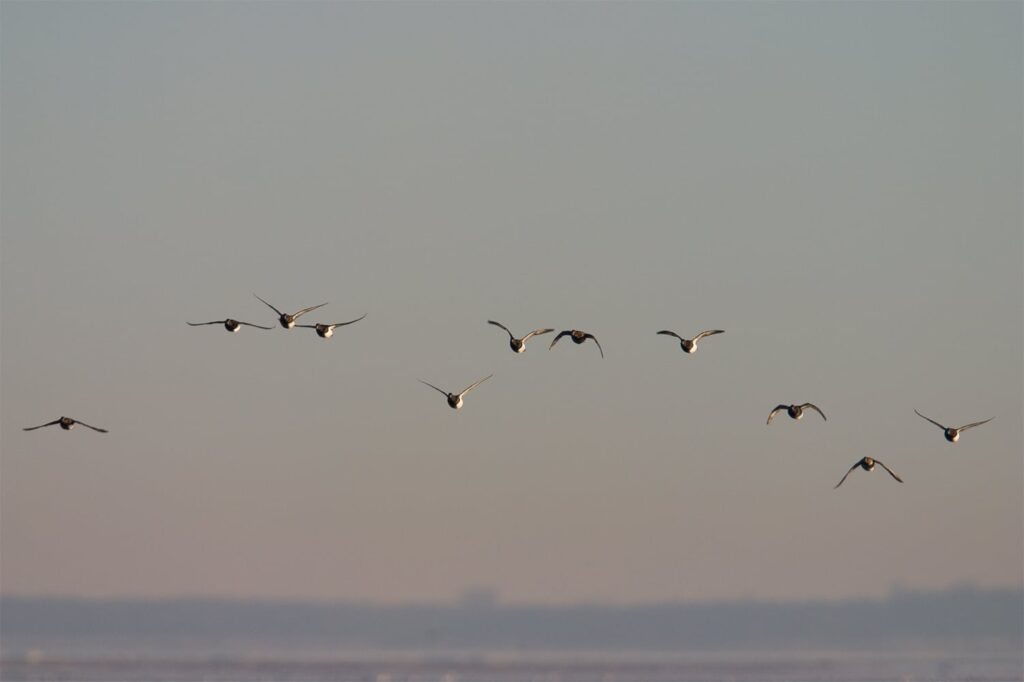 Iltsvind er på retur i Limfjorden