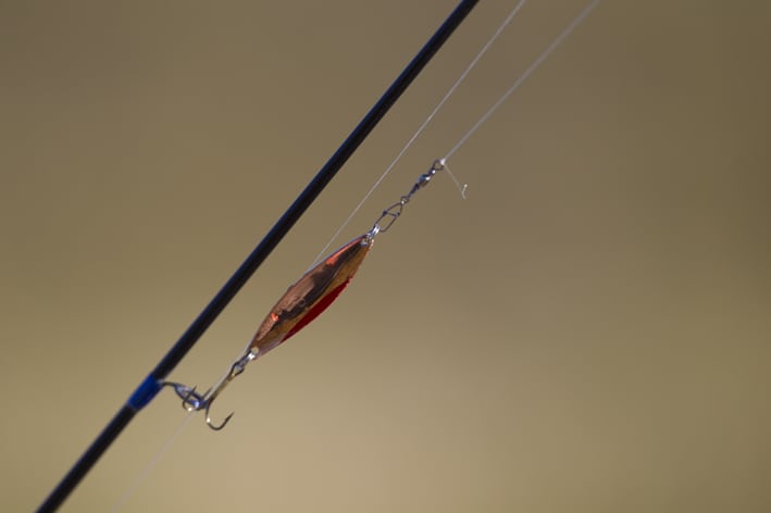 Første naturlige laksebestand i Danmark