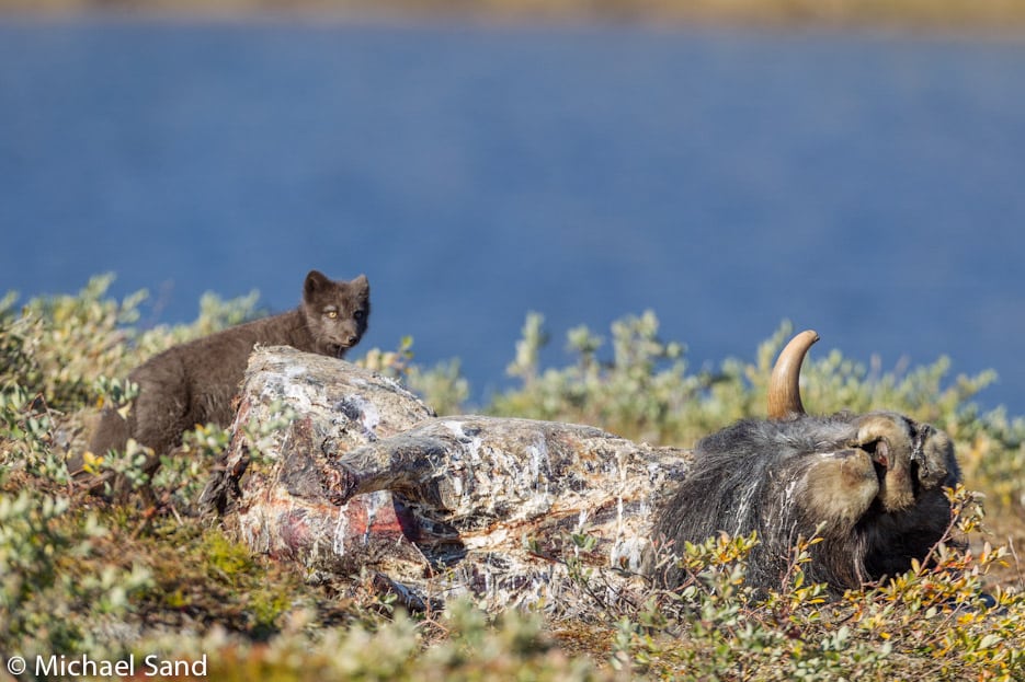 Fødekæderne ændrer sig dramatisk i Arktis