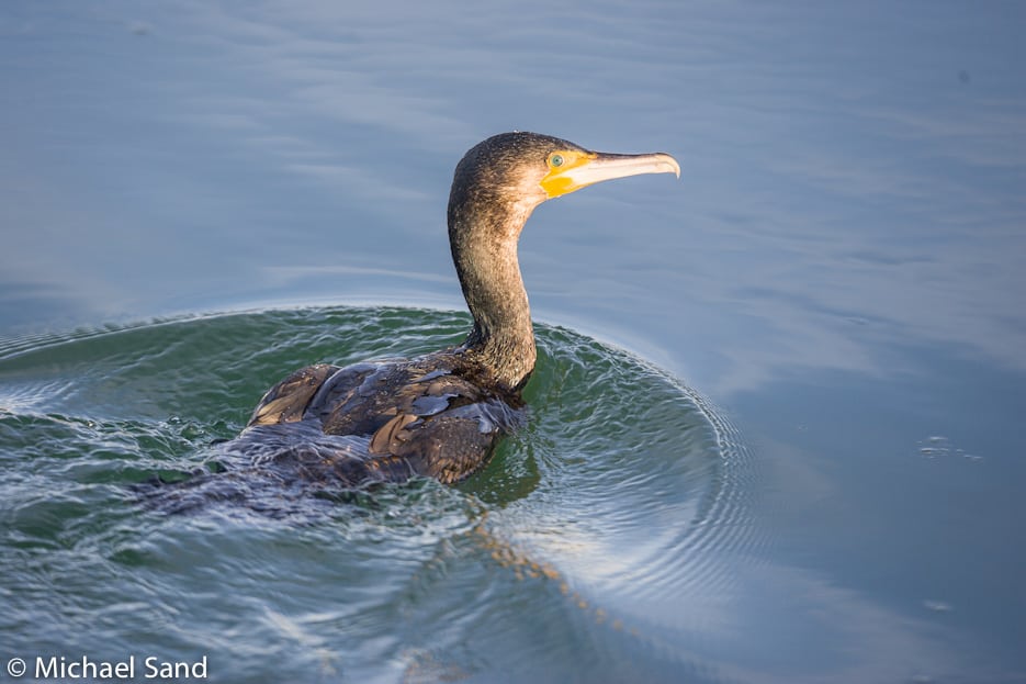 Der sættes fokus på skarven i Skjern