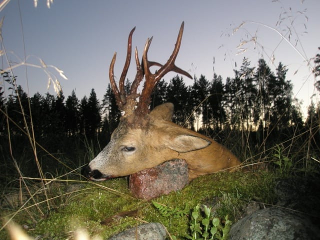 Danskers abnorme råbuk til tops på SCI-liste