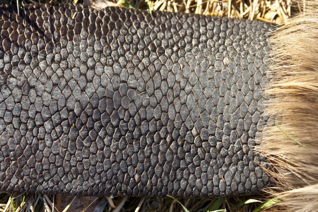 Sydjylland har fået sin første bæver