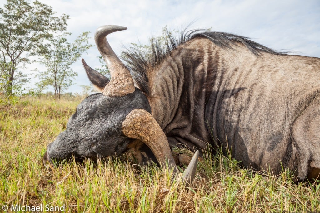 DJA angiver 52 jagtrejseudbydere