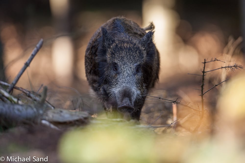Danmark mangler 35.000 ha naturskov