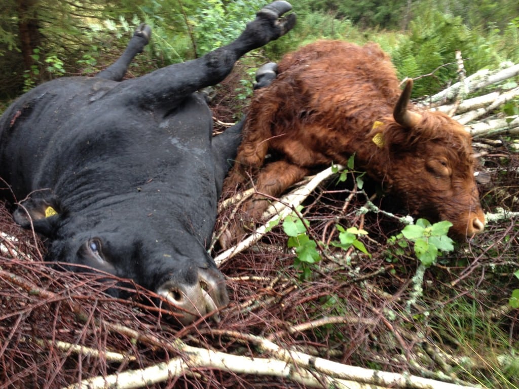 Uheldig dansk vildsvinejæger nedlægger to svenske køer