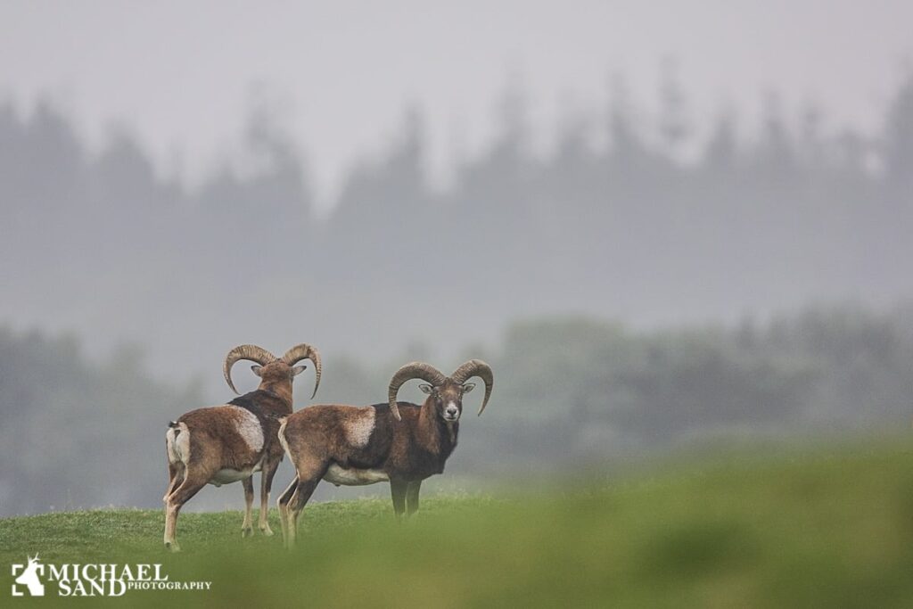 Nemmere at være jagtrejsende