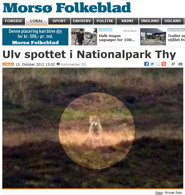 Ulv fotograferet Nationalpark Thy