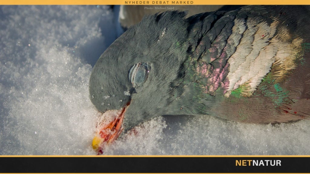 Februarjagt på ringduer, tak!