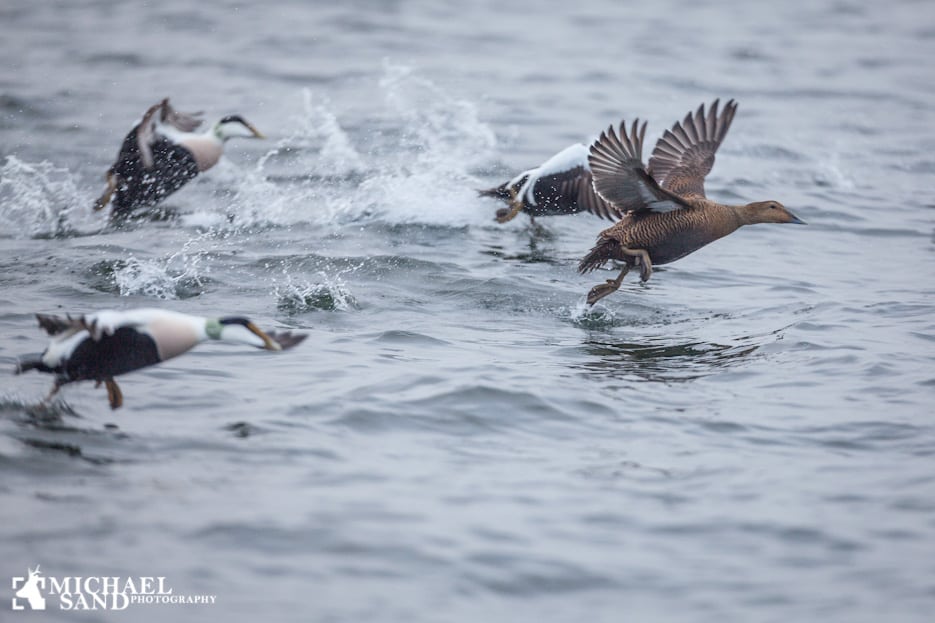 EU-plan skal stoppe bifangster af vandfugle EU-plan skal stoppe bifangster af vandfugle