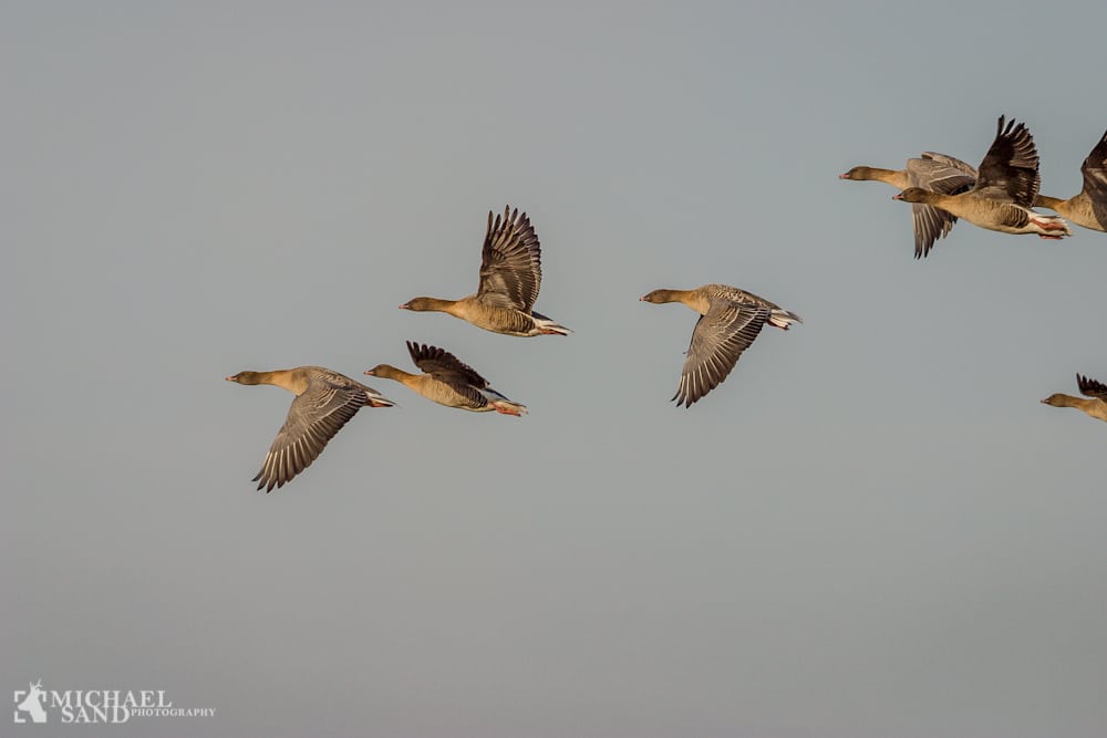 Færre anskydninger – tak Færre anskydninger – tak