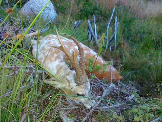 Spiril-bukken opmålt til sølv Morten Bruuns trofæ