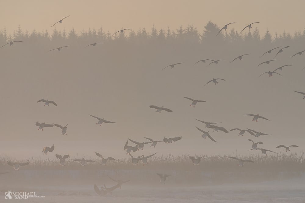 Grågæssene flygter fra kulden i Danmark Grågæssene flygter fra kulden i Danmark