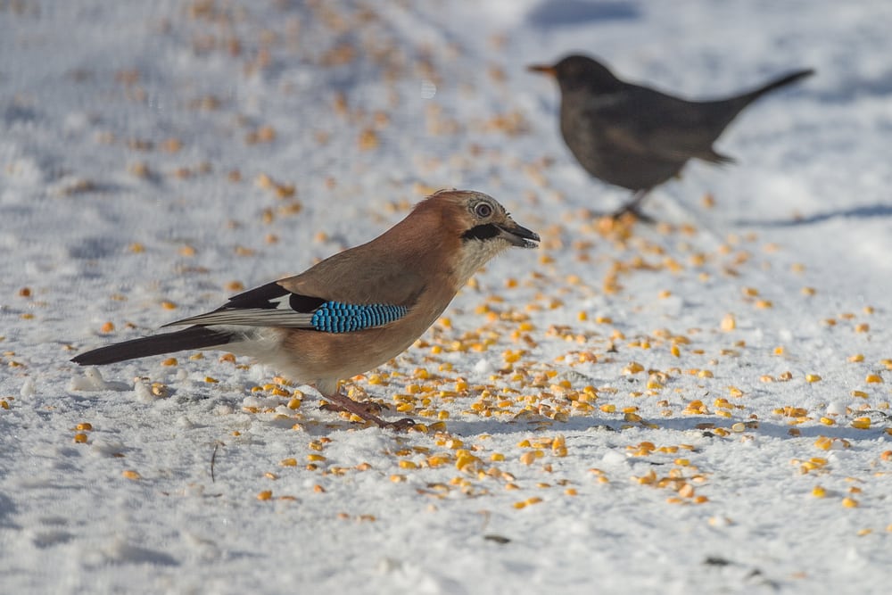 Foto er Lys: 2 Blænde Frostgraderens indtog sender sæsonen for fodring på vingerne