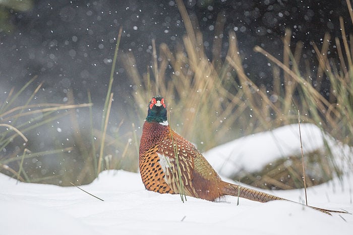 Forgiftet glente anmeldt til politiet Carbofuran er et ekstremt farligt giftstof, der slår en fugl ihjel inden for få minutter.