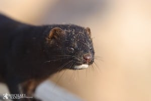 Popstjerne anklages for uetisk indkøb af pelse