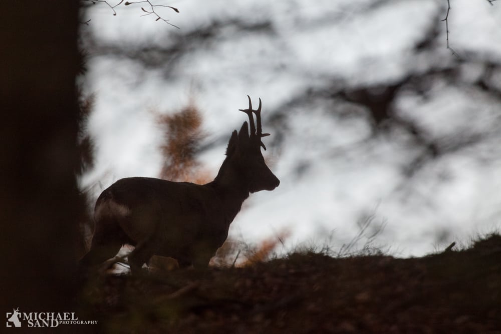 Tanker om jagt og SCI og CIC medaljer SCI, CIC, trofæopmåling, buk, råbuk, bukkeopsats, opsats, point, medaljer, bukkeopsats.dk, vurdering, guldbuk,