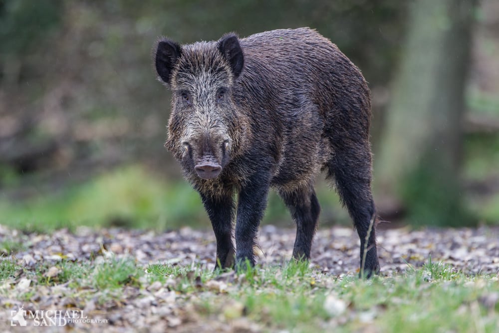 Vildsvin må ikke sultes ihjel Priserne på vildsvinekød i frit fald i Tyskland