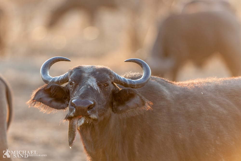 Minimumskalibre til jagt i Afrika