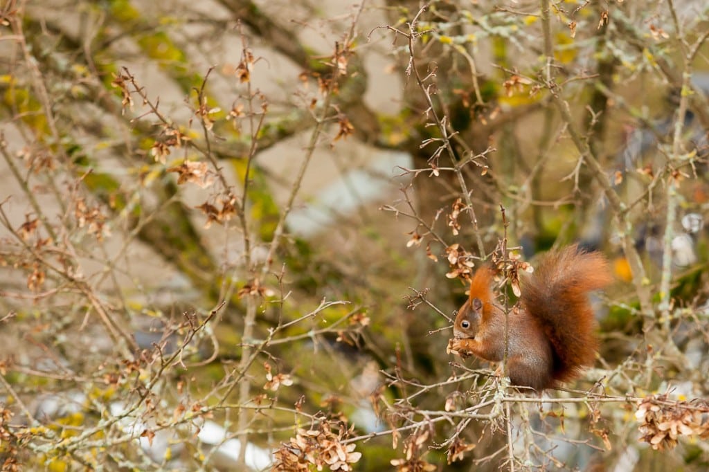 Foto er Lys: 4 ISO Foto er Lys 4 ISO