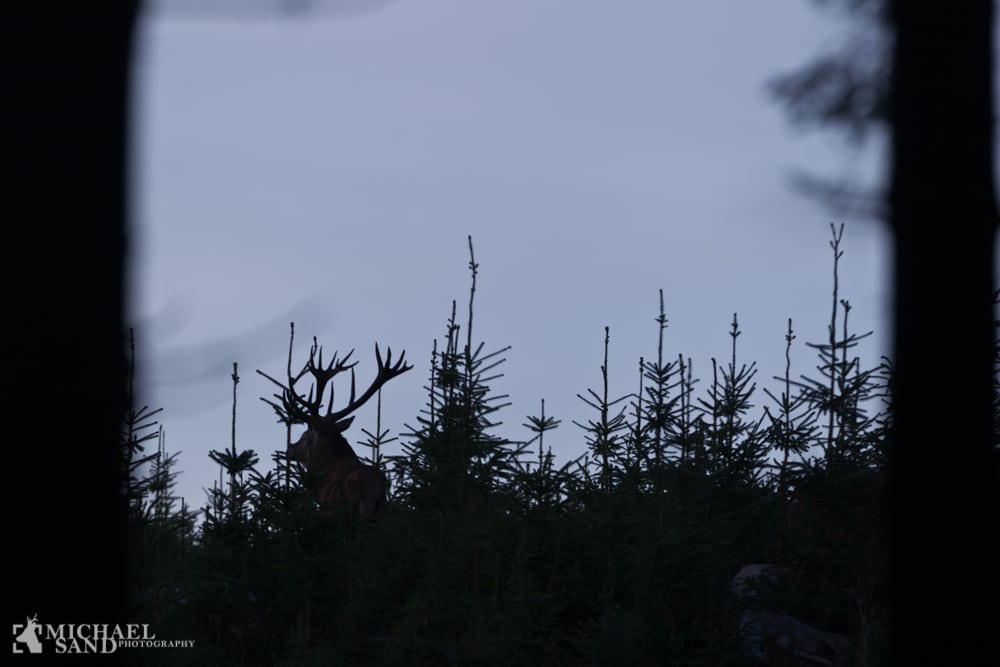 200 points hjort nedlagt i Midtvendsyssel hjortelaug