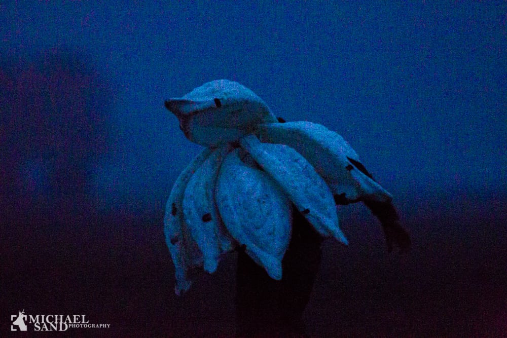 Kim Daugaard om en morgen i gåseposerne
