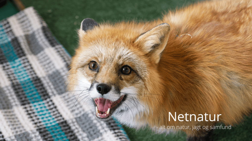 Baby angrebet af ræv