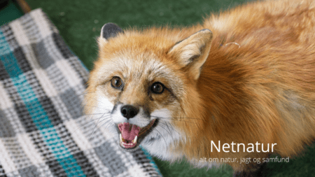 Baby angrebet af ræv