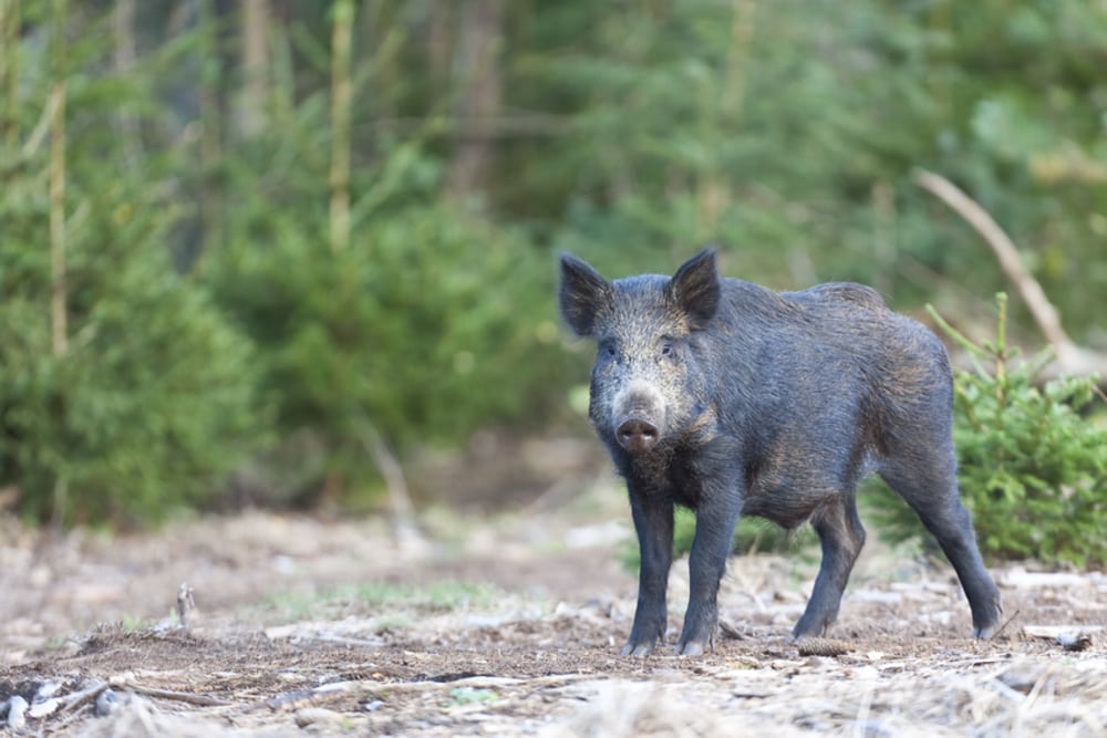 Elge, vildsvin, bison og vilde heste