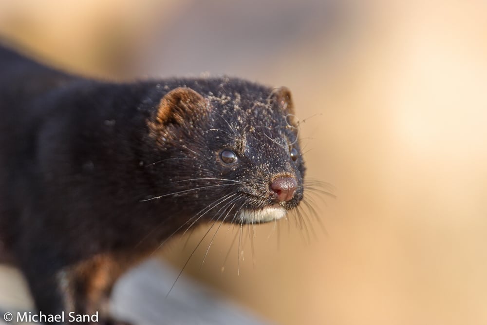 Revirpleje: Bekæmpelse af mink