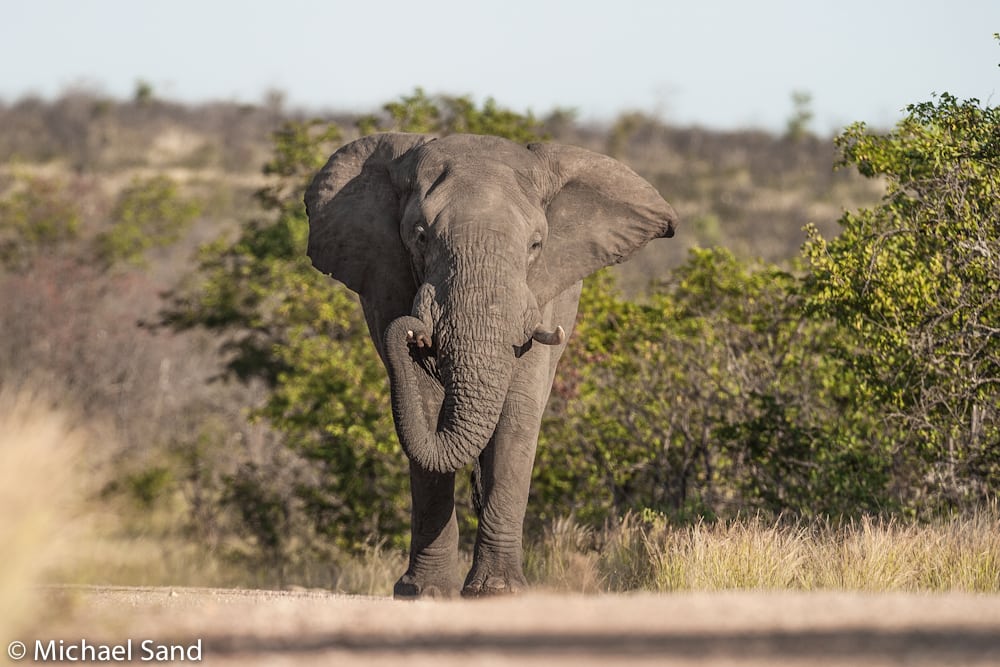 Elefanten truet af udryddelse