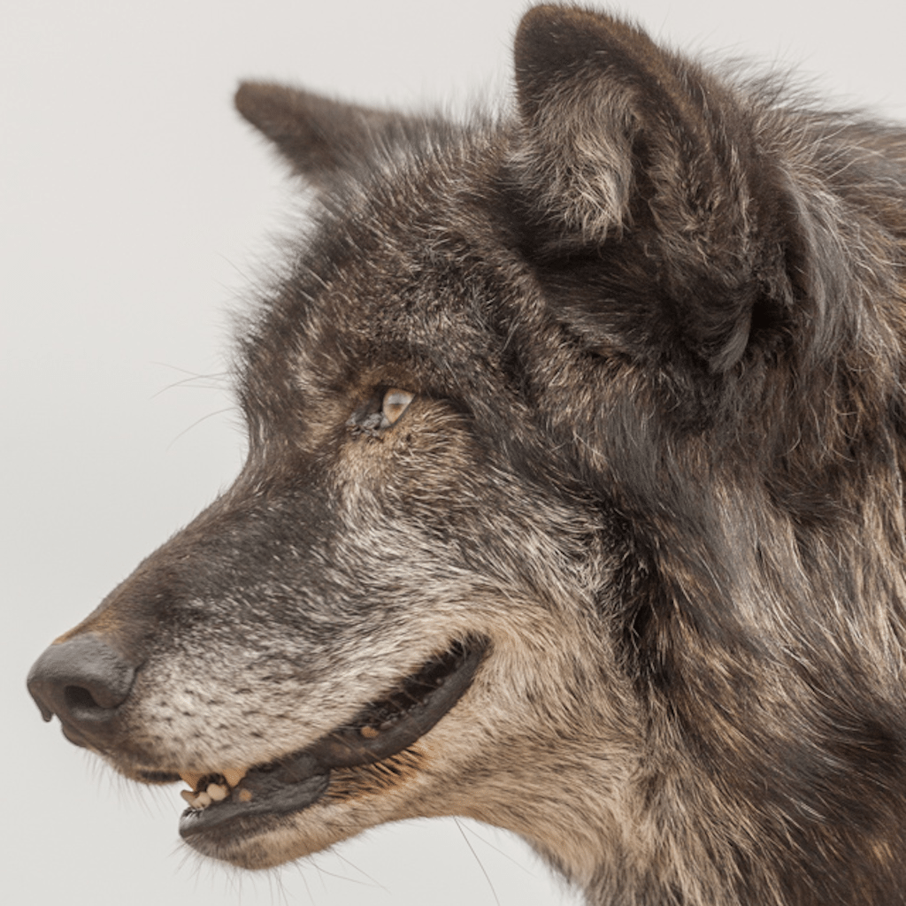 Ulvekonflikt spidser til