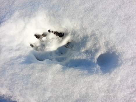 Ulvespor ved Flyndersø