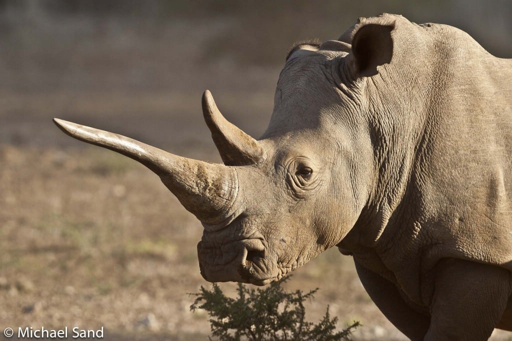 Næsehornet nu helt udryddet i Mozambique Næsehornet nu helt udryddet i Mozambique