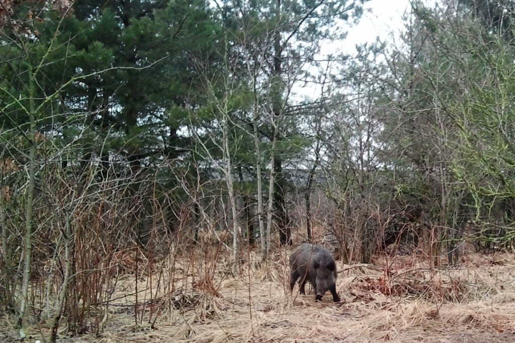 Vildsvin fotograferet syd for Skagen