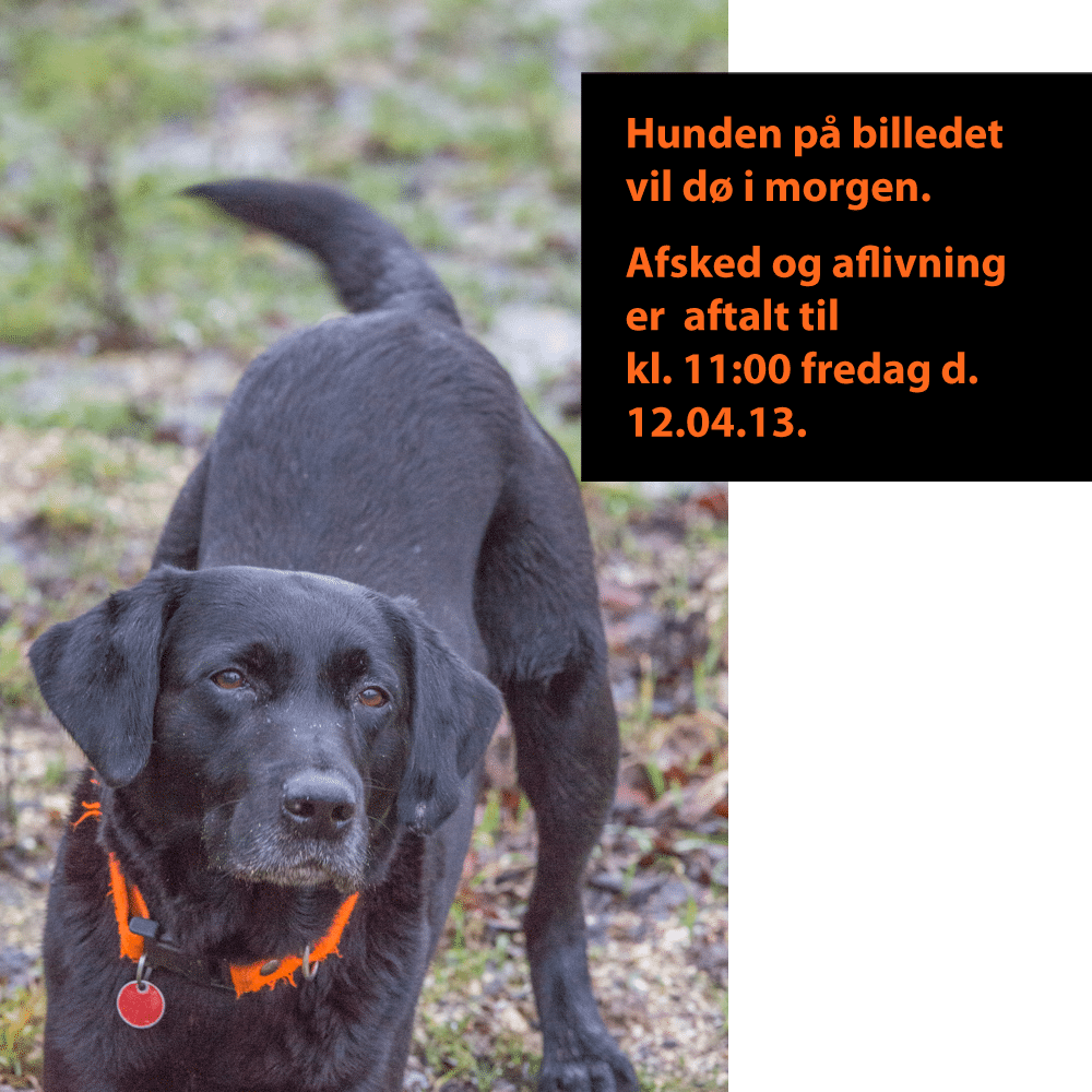 Hunden på billedet vil dø i morgen. Afsked og aflivning er aftalt til kl. 11:00 fredag d. 12.04.13.