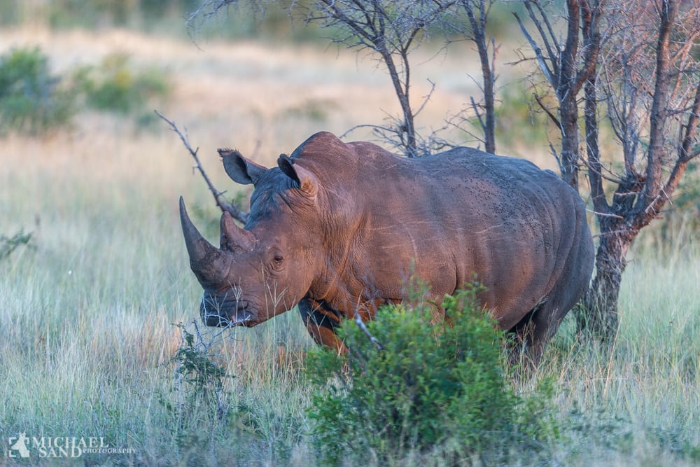 WWF til kamp mod illegal handel Næsehorn