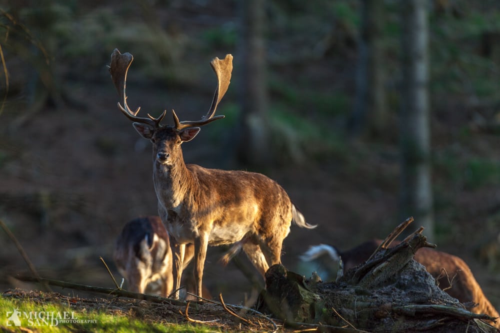 Strid om dåvildt i det nordjyske