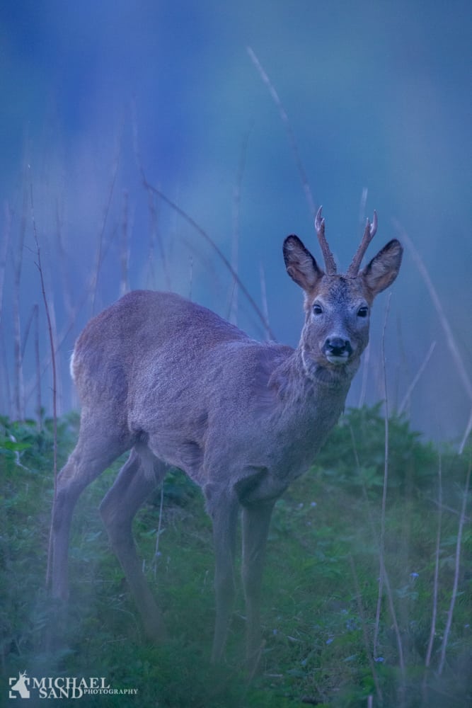 Efterlyser vildthegn langs E45