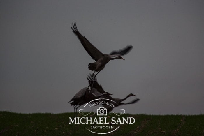 Prærietrane besøger Møn