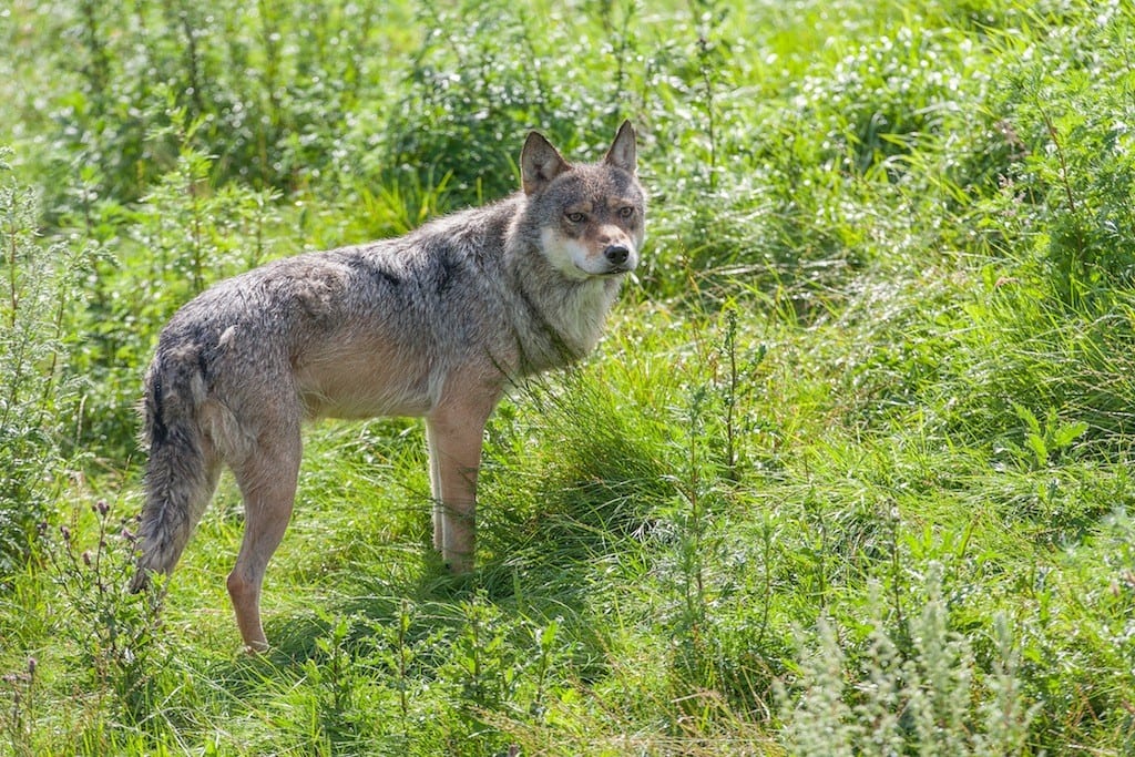 WWF begejstret over danske ulve